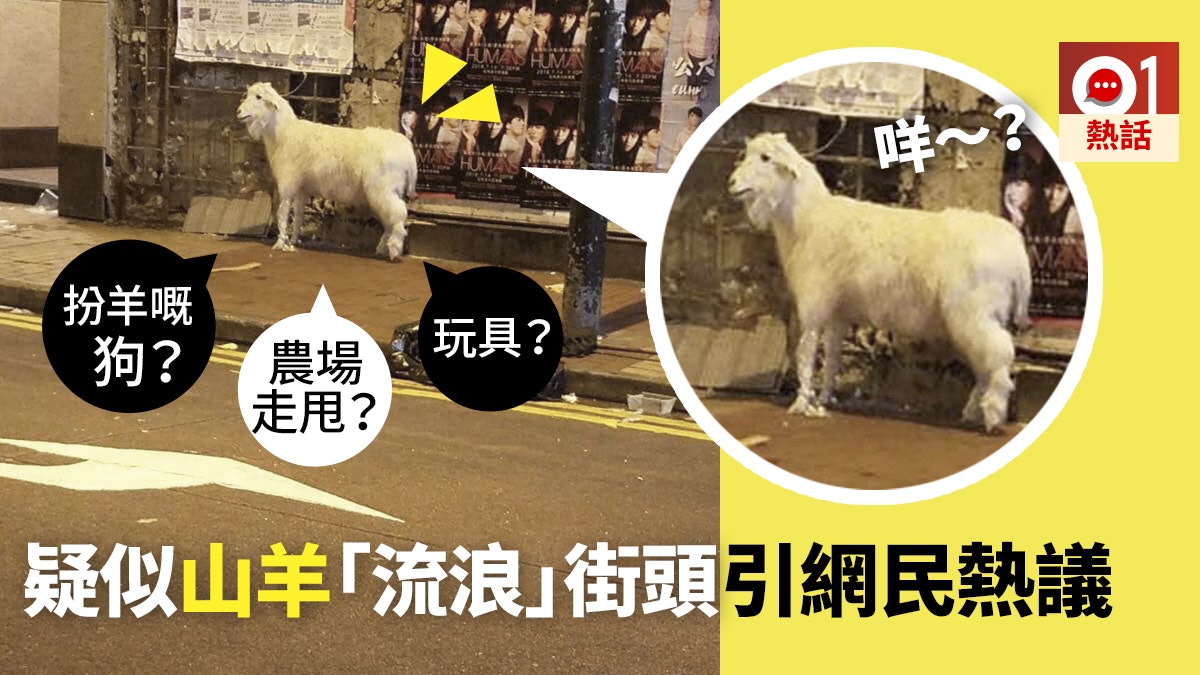 羊出沒注意 疑似山羊出現香港街頭照引哄動網民 羊腩煲走甩咗 羊出沒注意 疑似山羊出現香港街頭照引哄動網民 羊腩煲走甩咗