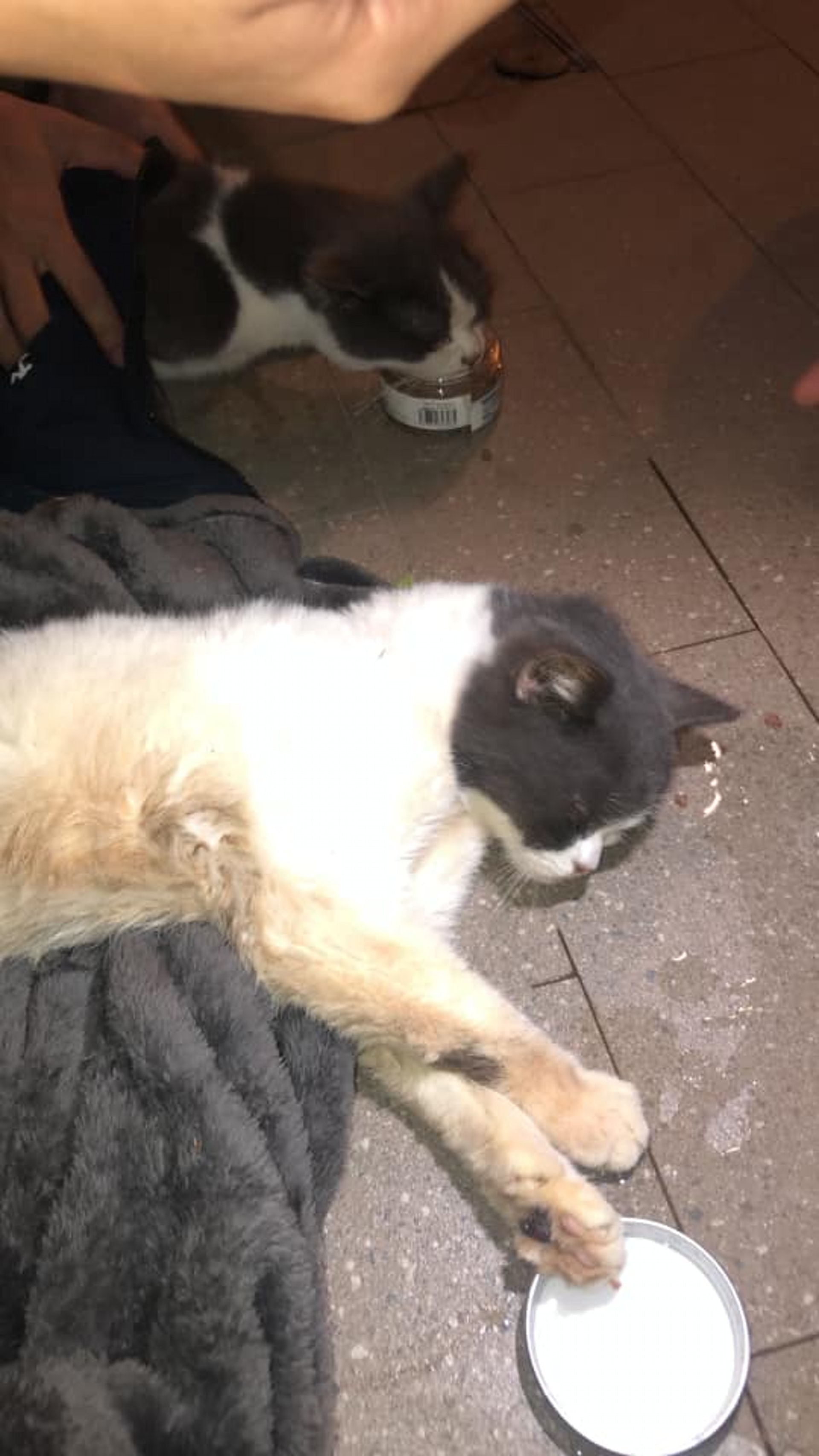 網民劉小姐在濕地公園救起兩隻英國短毛貓。(Facebook@天水圍狗友會) 網民劉小姐在濕地公園救起兩隻英國短毛貓。(Facebook@天水圍狗友會)