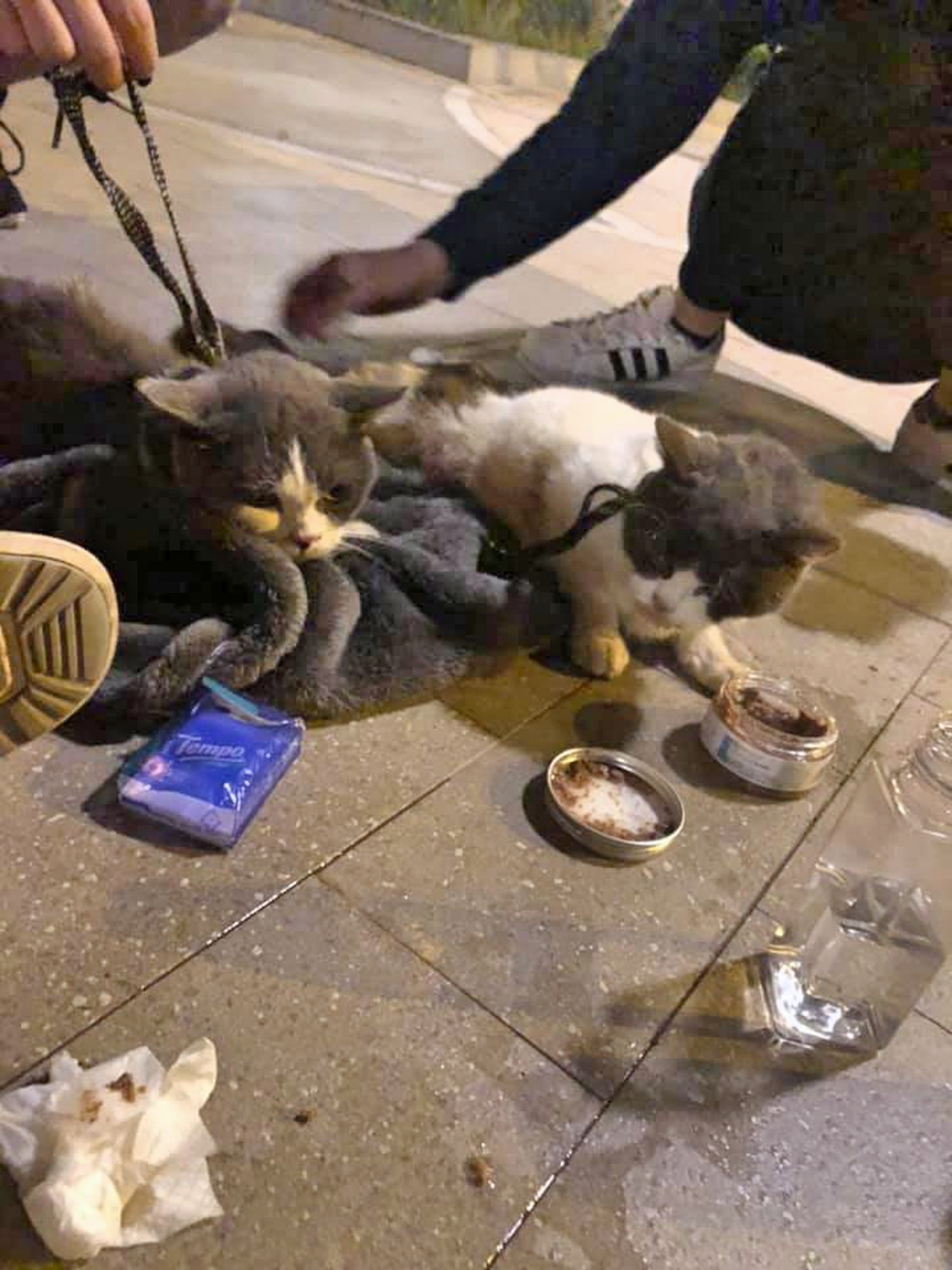 其中一隻小貓因嚴重缺水,目前仍未度過危險期。(Facebook@天水圍狗友會) 其中一隻小貓因嚴重缺水,目前仍未度過危險期。(Facebook@天水圍狗友會)