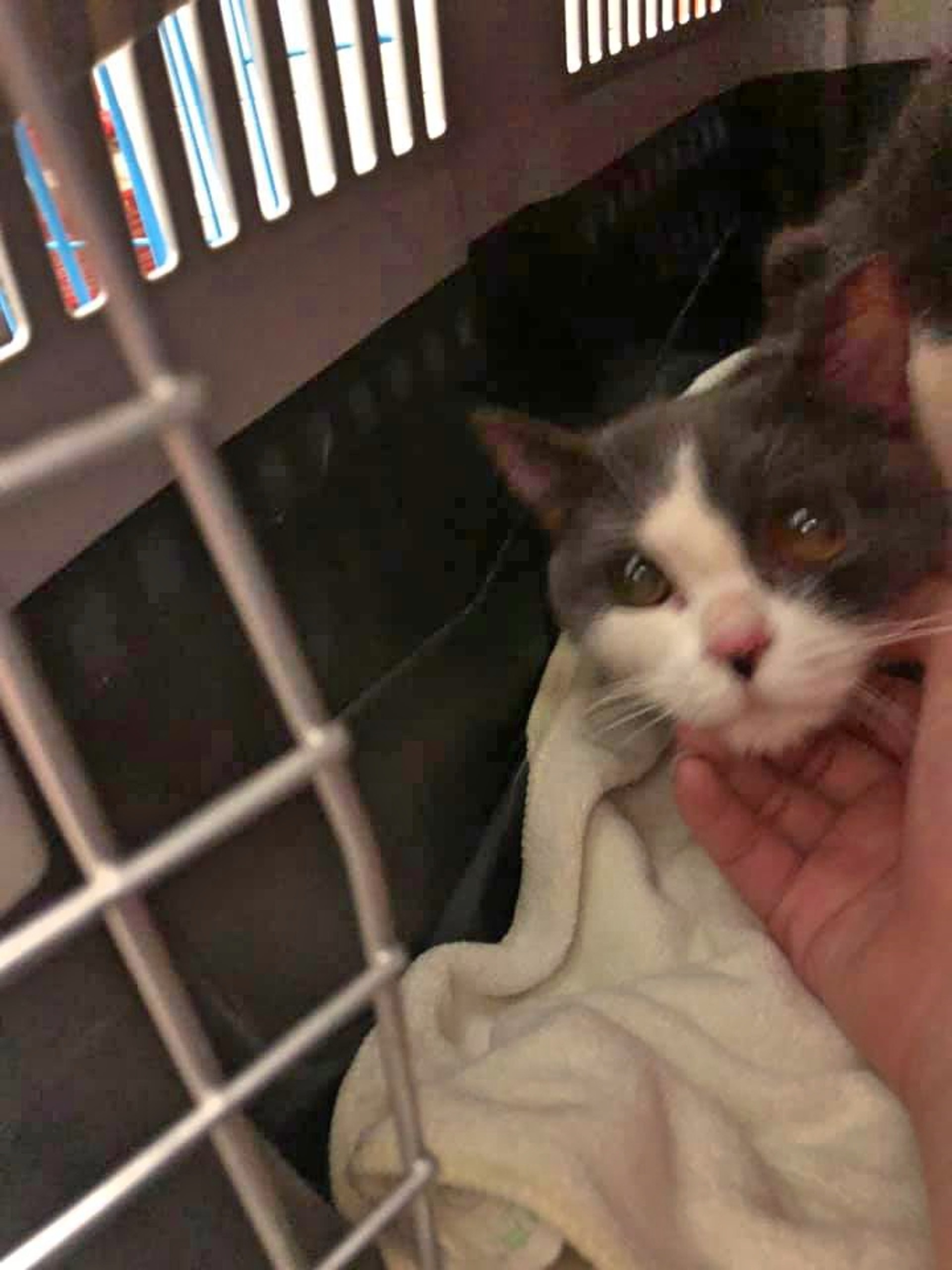 兩獲救貓貓均屬英國短毛貓,樣貌可愛。(Facebook@天水圍狗友會) 兩獲救貓貓均屬英國短毛貓,樣貌可愛。(Facebook@天水圍狗友會)