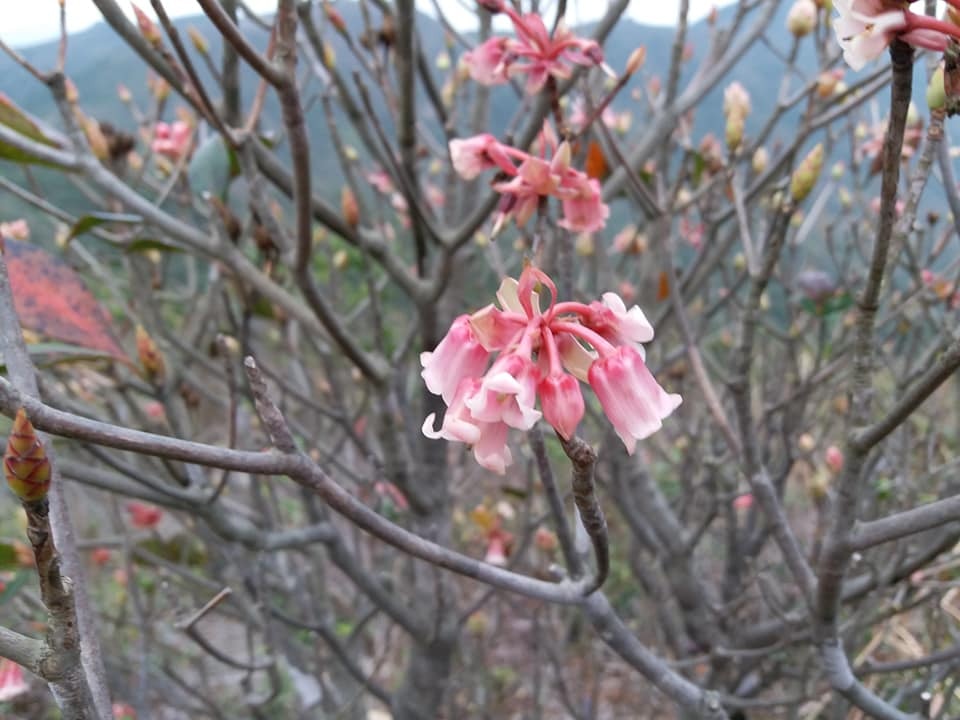 多圖 吊鐘花初開上山爭睇 Chinese New Year Flower