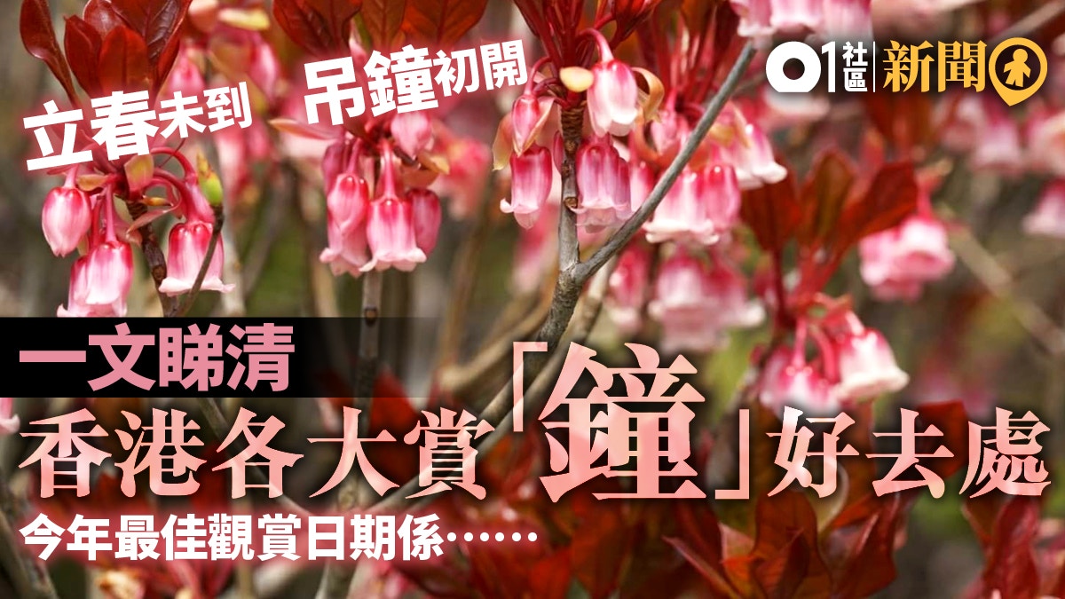 多圖 吊鐘花初開上山爭睇 Chinese New Year Flower