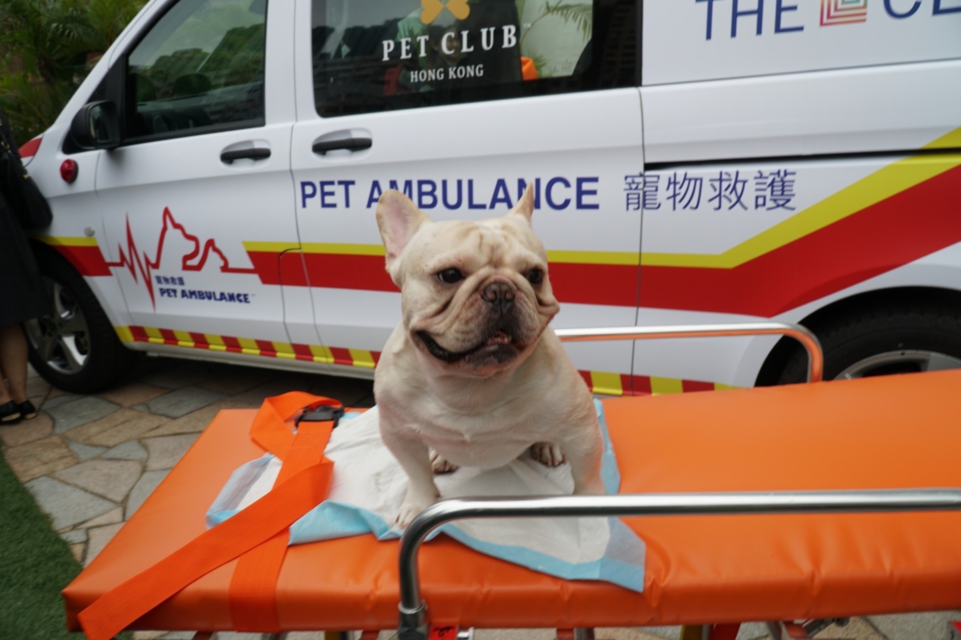 香港寵物會日前宣布將於3月1日正式推出全港首個寵物救護車服務。(香港寵物會) 香港寵物會日前宣布將於3月1日正式推出全港首個寵物救護車服務。(香港寵物會)