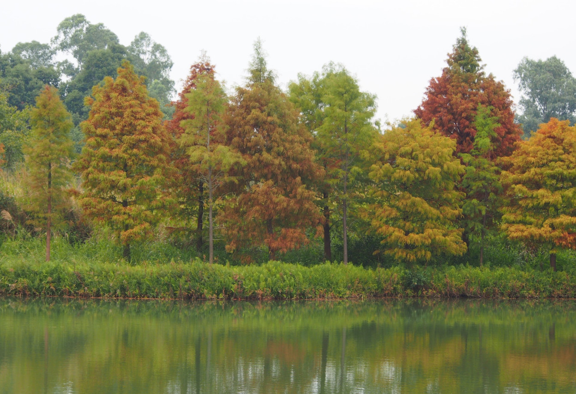 天氣 1月花鳥蟲 入冬賞紅葉好去處濕地公園落雨杉已ready 香港01 天氣 天氣 1月花鳥蟲 入冬賞紅葉好去處濕地公園落雨杉已ready 香港01 天氣