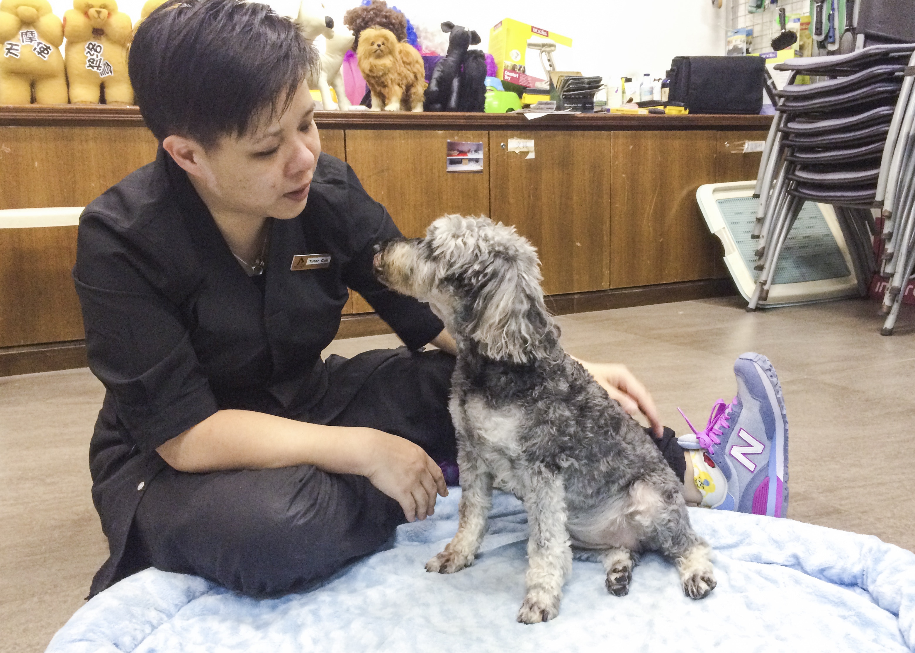 狗狗按摩】按摩4個部位馴服汪星人為老狗強化肌肉緩關節退化