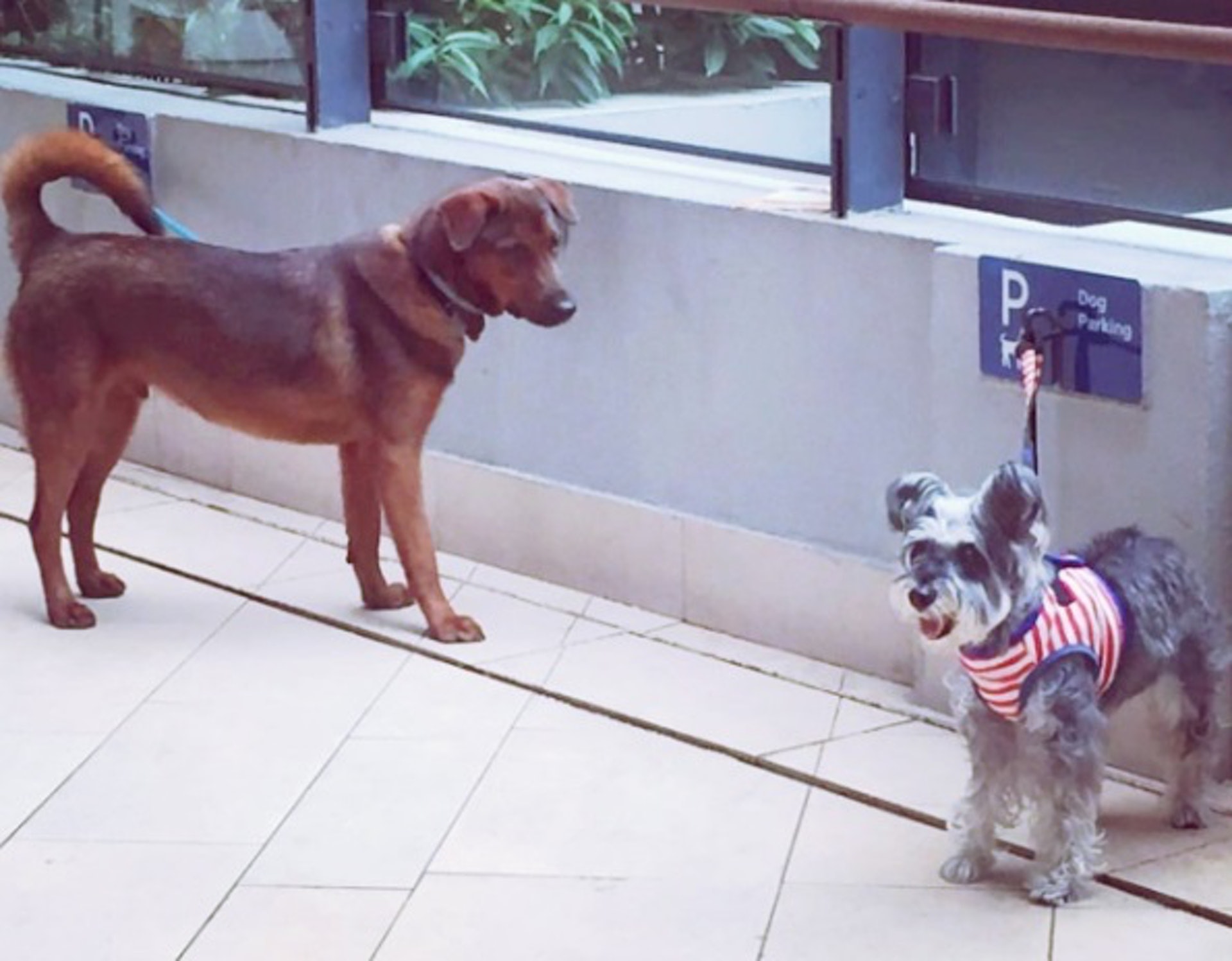 赤柱廣場是少數設有Dog Parking的商場之一。(資料圖片) 赤柱廣場是少數設有Dog Parking的商場之一。(資料圖片)