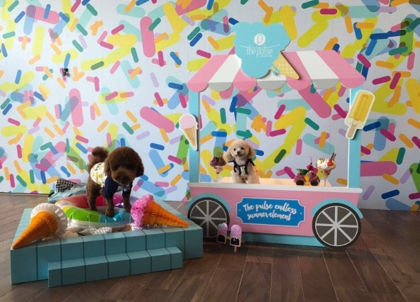 The Pulse不時會舉辦寵物嘉年華。(The Pulse Facebook專頁) The Pulse不時會舉辦寵物嘉年華。(The Pulse Facebook專頁)