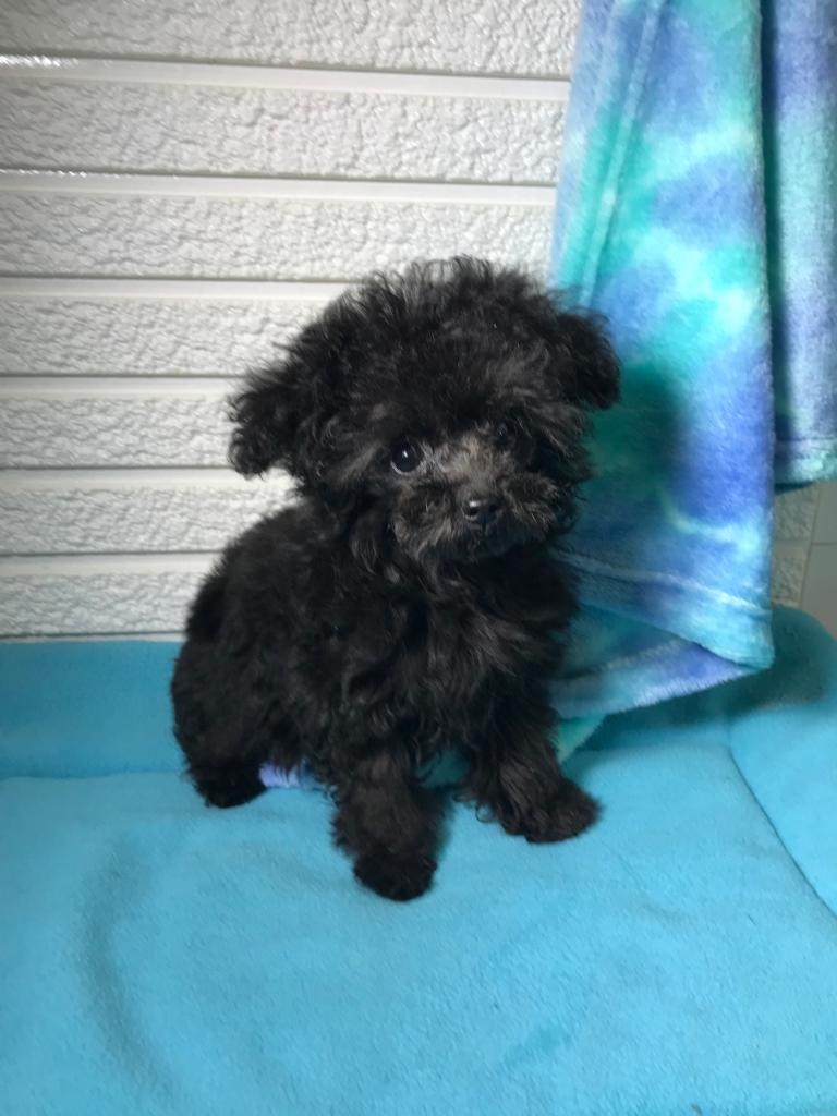 Betty認定失狗是外傭所為,但由於家中的閉路電視未有影到外傭偷狗,因此她決定報警求助。(受訪者提供) Betty認定失狗是外傭所為,但由於家中的閉路電視未有影到外傭偷狗,因此她決定報警求助。(受訪者提供)