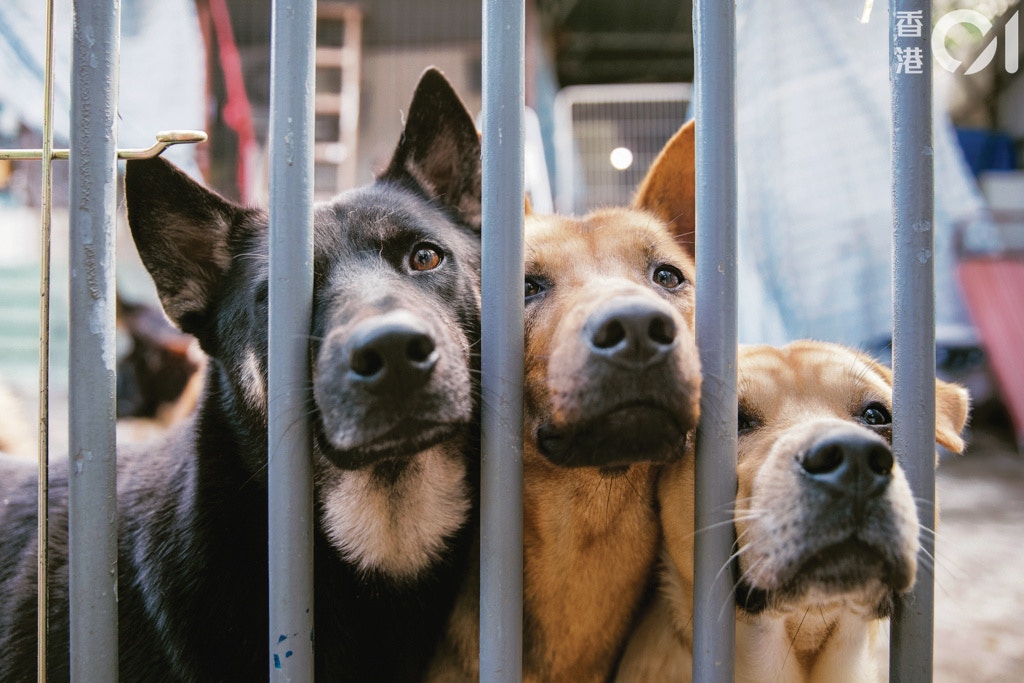 被棄養的狗,帶着殷切的眼神等待着。(鄭子峰攝) 被棄養的狗,帶着殷切的眼神等待着。(鄭子峰攝)