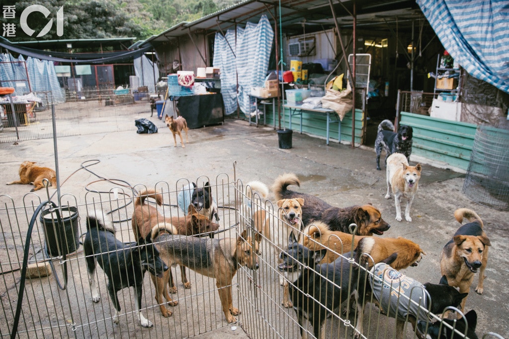 現時民間有多少間像沙律媽打理的這些狗場,政府表示沒有相關的統計數字。(鄭子峰攝) 現時民間有多少間像沙律媽打理的這些狗場,政府表示沒有相關的統計數字。(鄭子峰攝)