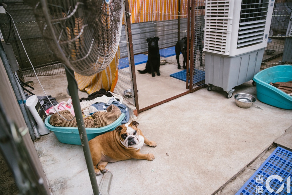 場內的大部分物資也是好心人捐獻的,沙律媽也會因應氣溫調節狗場的溫度。(鄭子峰攝) 場內的大部分物資也是好心人捐獻的,沙律媽也會因應氣溫調節狗場的溫度。(鄭子峰攝)