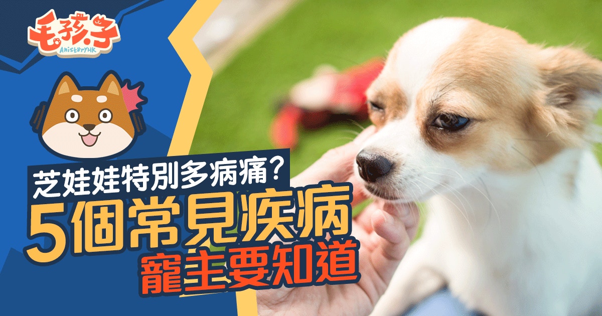 芝娃娃5個常見疾病眼突突易患角膜炎 芝娃娃5個常見疾病眼突突易患角膜炎