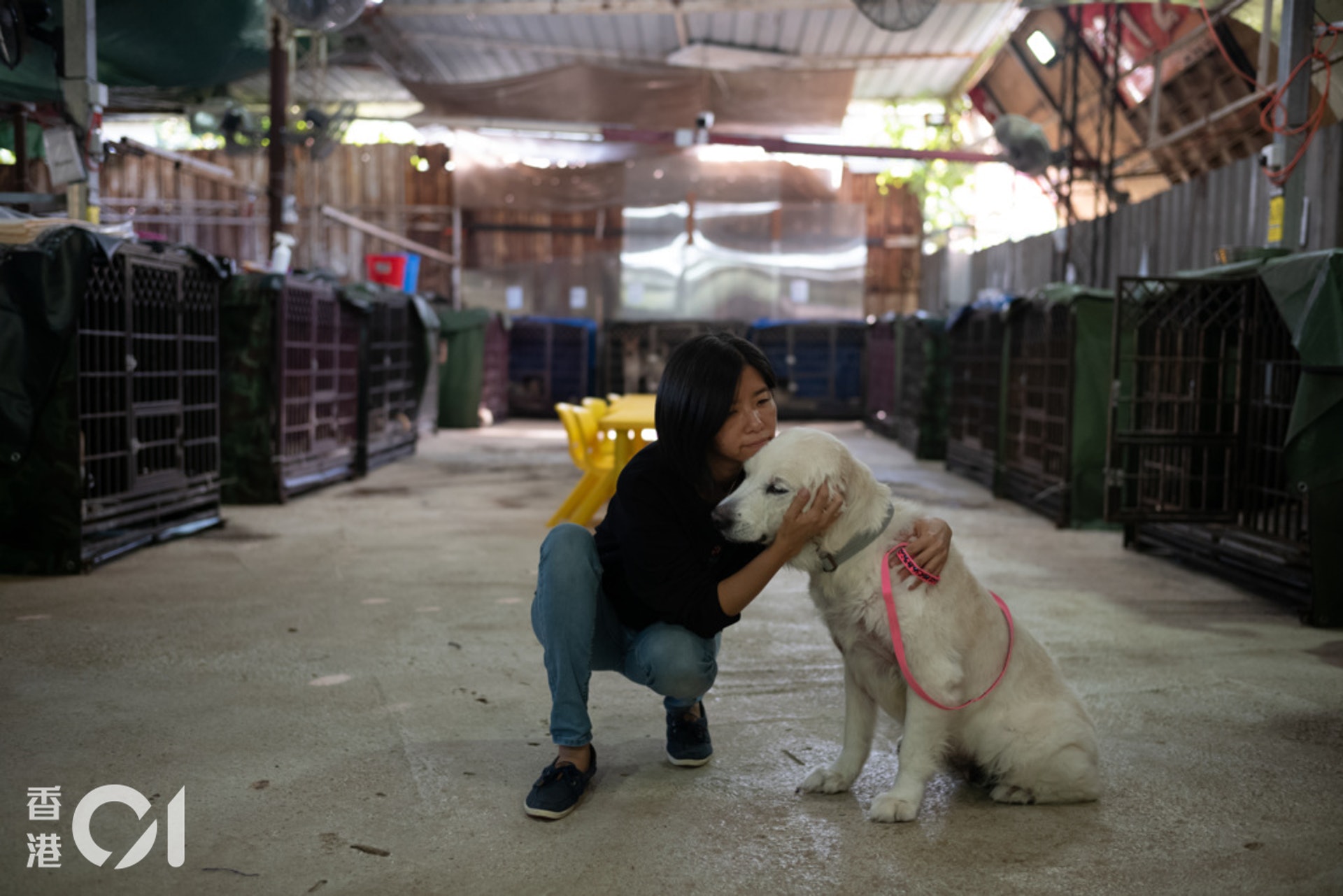 打理狗場需要很長的時間,謝婉儀現時每天總睡不夠。(高仲明攝) 打理狗場需要很長的時間,謝婉儀現時每天總睡不夠。(高仲明攝)