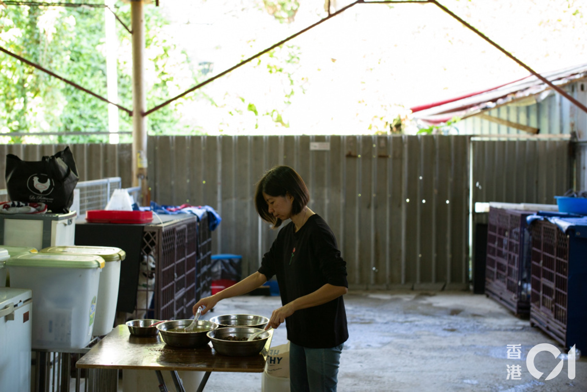 阿棍屋內也有很多老狗和病狗,一早起來謝婉儀便開始工作了。(高仲明攝) 阿棍屋內也有很多老狗和病狗,一早起來謝婉儀便開始工作了。(高仲明攝)