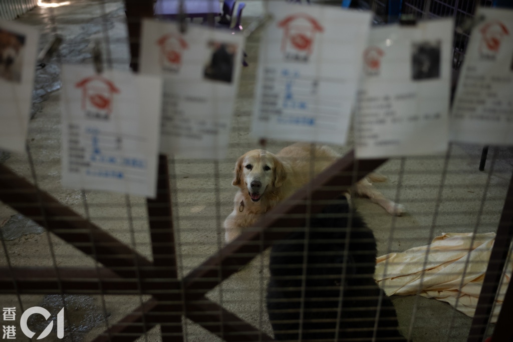 這些領養資料上,寫上了牠們來到阿棍屋的原因。(高仲明攝) 這些領養資料上,寫上了牠們來到阿棍屋的原因。(高仲明攝)