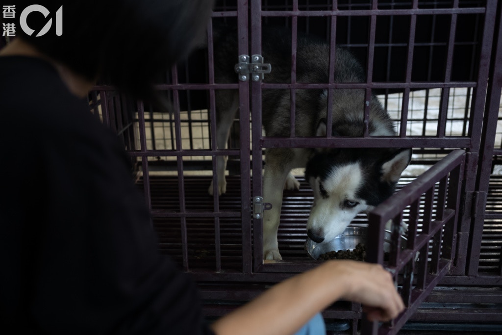 謝婉儀說,漁護署接收不少名種狗,例如法國老虎狗、雪橇,阿棍屋也有收過雪橇。(高仲明攝) 謝婉儀說,漁護署接收不少名種狗,例如法國老虎狗、雪橇,阿棍屋也有收過雪橇。(高仲明攝)