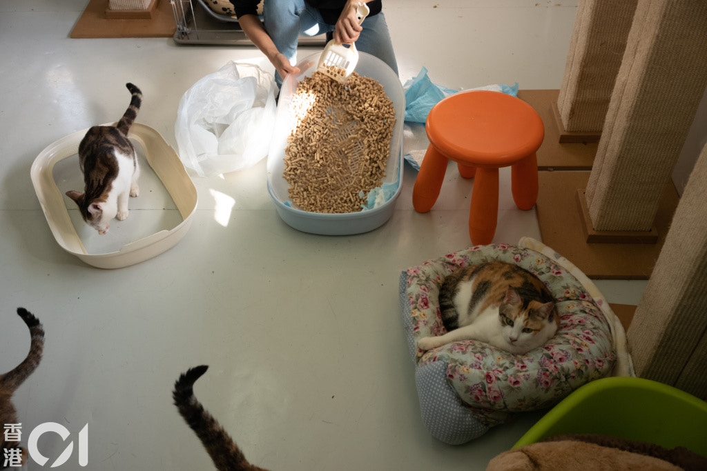 除了狗外,阿棍屋也有收留約十隻貓。(高仲明攝) 除了狗外,阿棍屋也有收留約十隻貓。(高仲明攝)