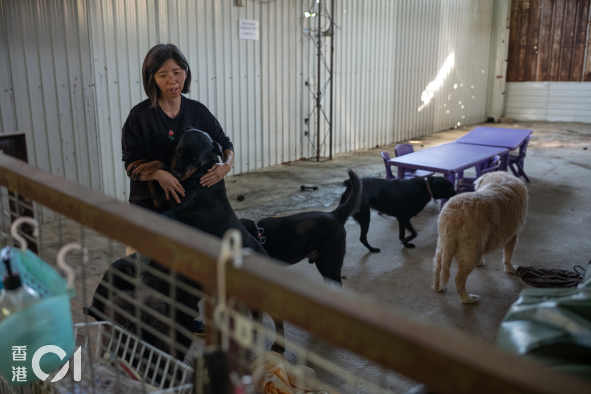 大狗由於住屋限制較大,一般較難被領養。(高仲明攝) 大狗由於住屋限制較大,一般較難被領養。(高仲明攝)