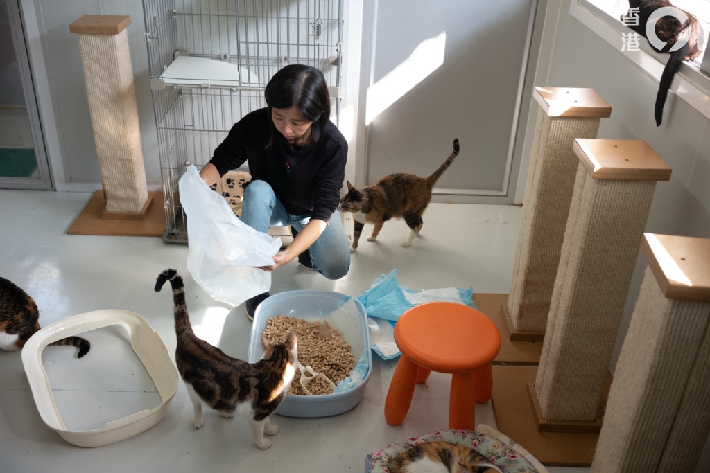 貓咪在場內可自由地走動,佈置也特地為貓咪設計。(高仲明攝) 貓咪在場內可自由地走動,佈置也特地為貓咪設計。(高仲明攝)