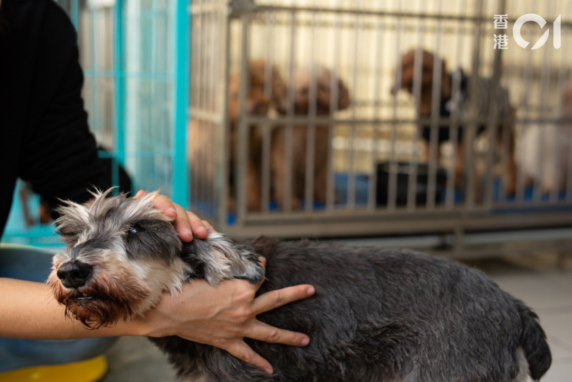 謝婉儀說,小狗一般被領養的機會較高。(高仲明攝) 謝婉儀說,小狗一般被領養的機會較高。(高仲明攝)