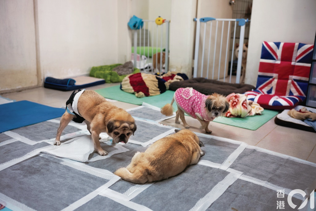 老狗和病狗需要更花心力照顧,謝婉儀為牠們置設了一個較舒適的環境來休養。(高仲明攝) 老狗和病狗需要更花心力照顧,謝婉儀為牠們置設了一個較舒適的環境來休養。(高仲明攝)