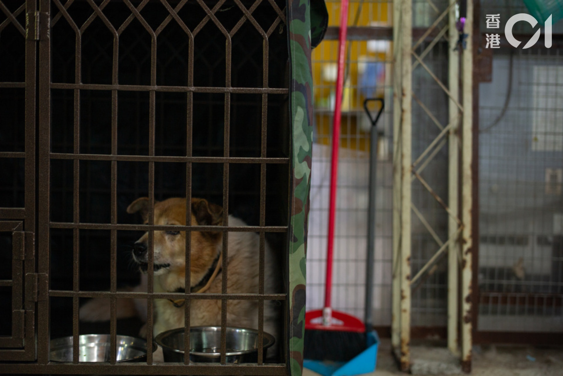 在收容所內的動物,等待着離開的一天。(高仲明攝) 在收容所內的動物,等待着離開的一天。(高仲明攝)