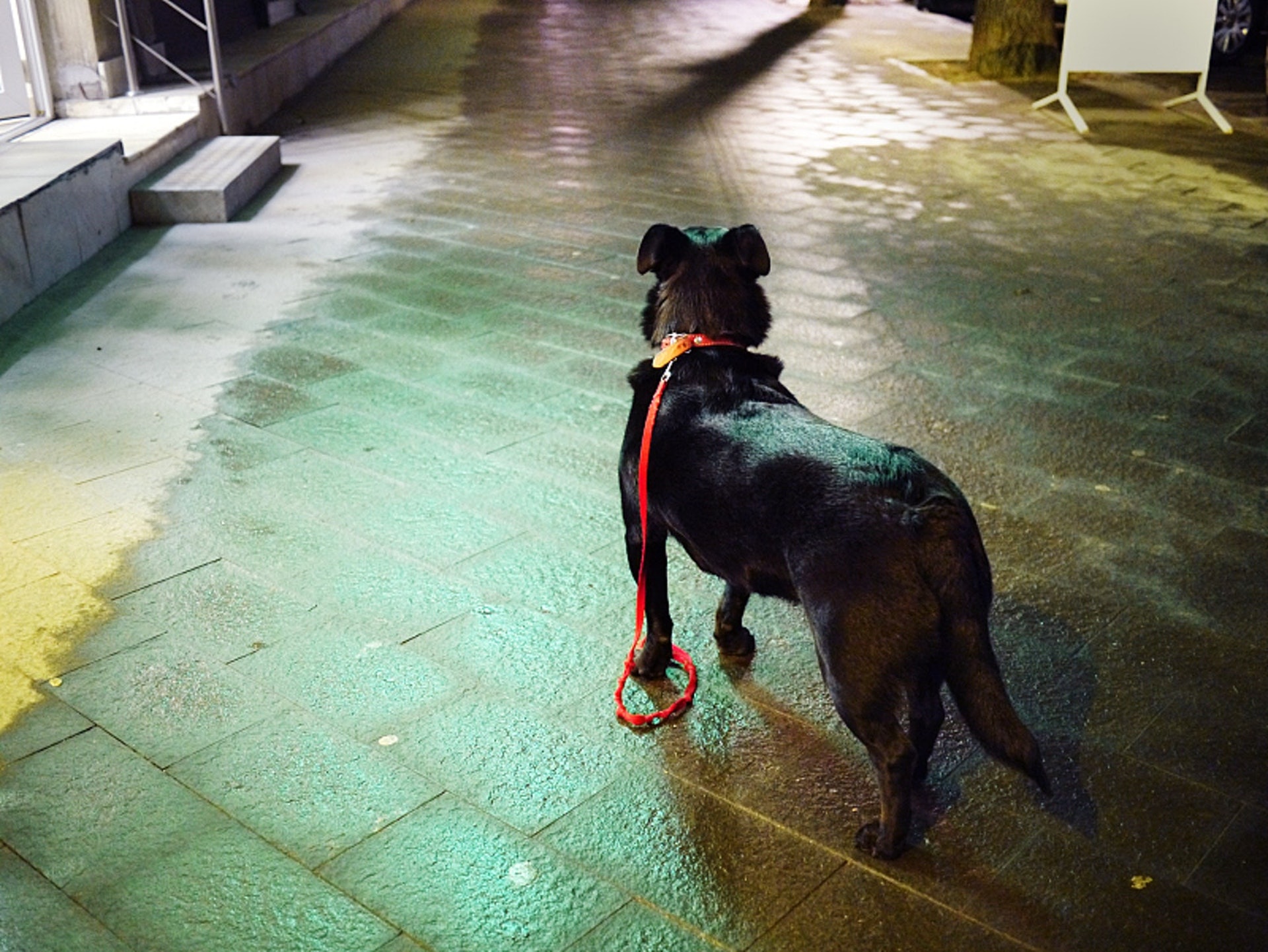 過往漁護署成功檢控遺棄動物的個案不多,很多主人也會辯稱動物走失。(資料圖片/視覺中國) 過往漁護署成功檢控遺棄動物的個案不多,很多主人也會辯稱動物走失。(資料圖片/視覺中國)