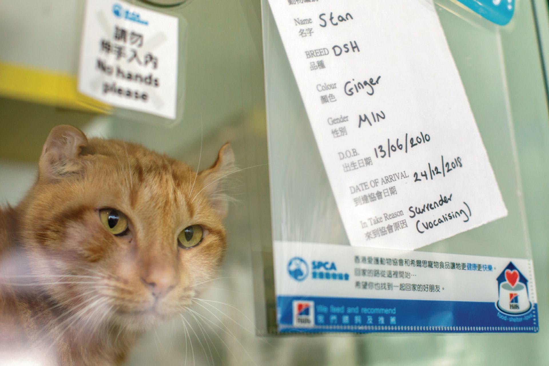 寵物被主人遺棄的原因繁多,貓咪Stan因為喵聲「吵耳」,而來到香港愛護動物協會。(鄧倩螢攝) 寵物被主人遺棄的原因繁多,貓咪Stan因為喵聲「吵耳」,而來到香港愛護動物協會。(鄧倩螢攝)