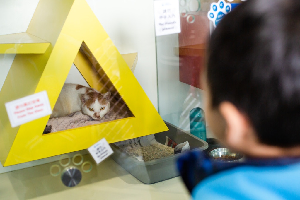 愛護動物協會時不時會舉辦不同的活動,讓小朋友有機會了解對待動物的態度。(鄧倩螢攝) 愛護動物協會時不時會舉辦不同的活動,讓小朋友有機會了解對待動物的態度。(鄧倩螢攝)