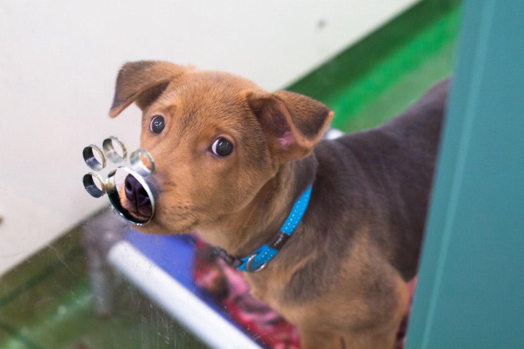 玻璃窗前的「足印」讓狗隻和來訪的人「氣味接觸」,狗隻一般都很友善。李(鄧倩螢攝) 玻璃窗前的「足印」讓狗隻和來訪的人「氣味接觸」,狗隻一般都很友善。李(鄧倩螢攝)