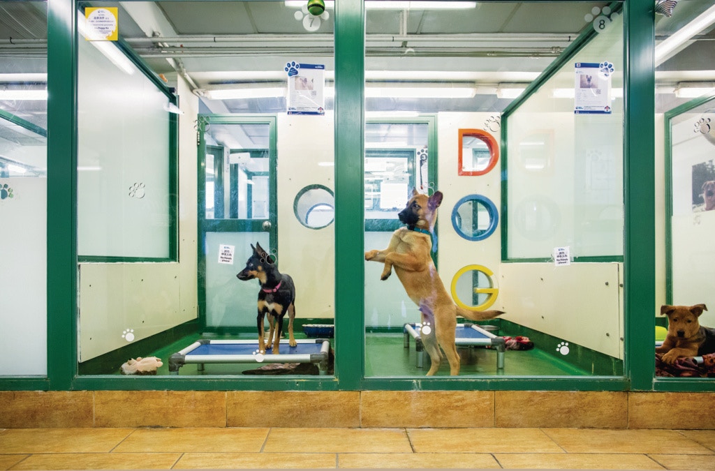 香港愛護動物協會領養部的狗都很活潑,期待有人帶牠到新的家。(鄧倩螢攝) 香港愛護動物協會領養部的狗都很活潑,期待有人帶牠到新的家。(鄧倩螢攝)