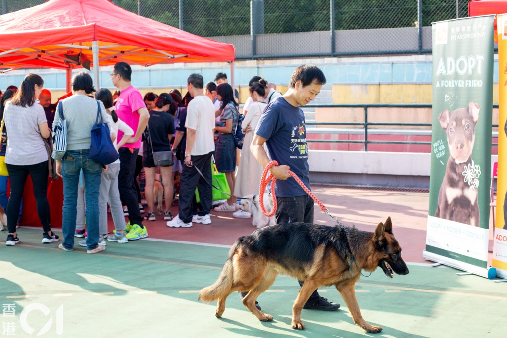 狼狗Bobo失去舌頭後,吃東西和喝水都很困難,身體後半部亦較瘦削。(鄧倩螢攝) 狼狗Bobo失去舌頭後,吃東西和喝水都很困難,身體後半部亦較瘦削。(鄧倩螢攝)