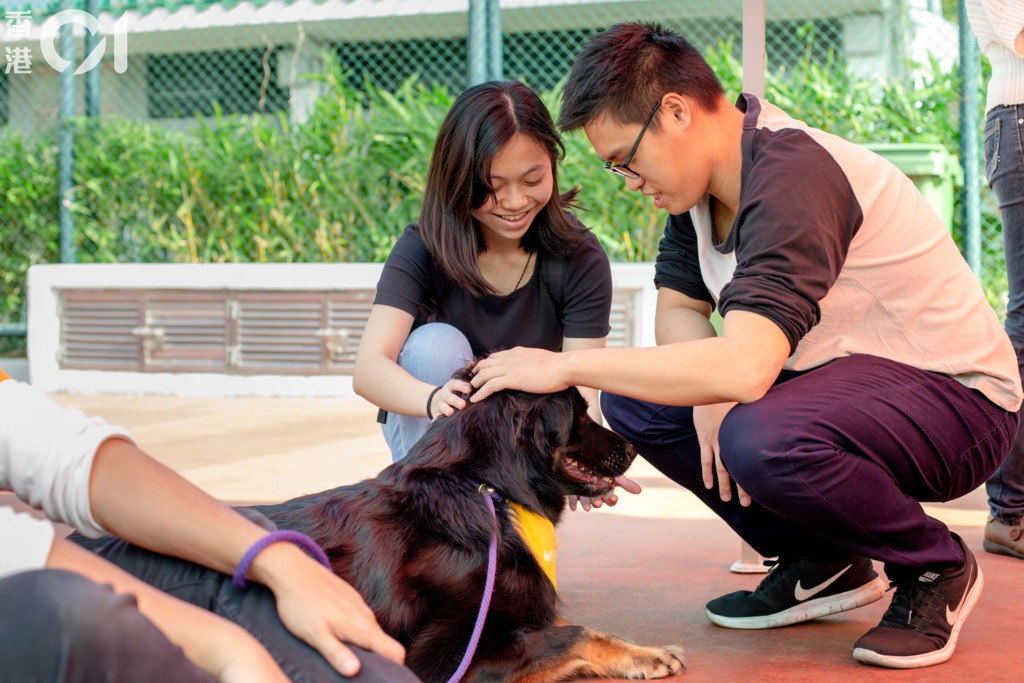 來狗狗嘉年華的公眾人士都對狗隻很友善,但有多少狗隻能被帶回家?(鄧倩螢攝) 來狗狗嘉年華的公眾人士都對狗隻很友善,但有多少狗隻能被帶回家?(鄧倩螢攝)
