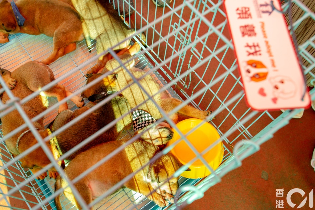 協會帶來約十隻狗BB已有多人申請領養,一般狗BB被領養的機會較高。(鄧倩螢攝) 協會帶來約十隻狗BB已有多人申請領養,一般狗BB被領養的機會較高。(鄧倩螢攝)