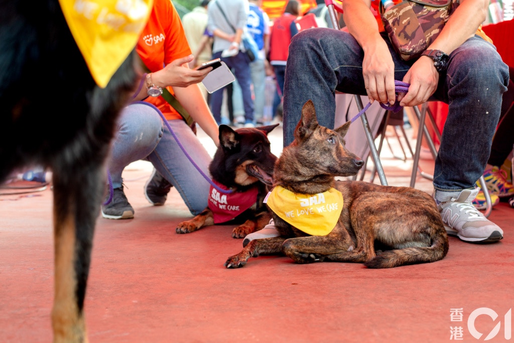 唐狗Cat因經常吠叫而令住在公屋的主人遭鄰居投訴,當天一直黏着跟牠一同前來的義工。(鄧倩螢攝) 唐狗Cat因經常吠叫而令住在公屋的主人遭鄰居投訴,當天一直黏着跟牠一同前來的義工。(鄧倩螢攝)