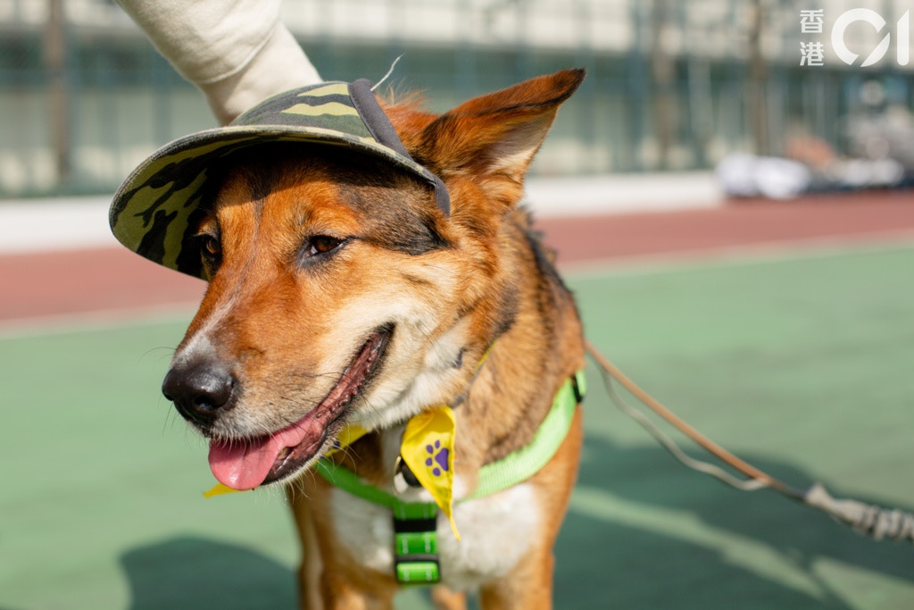 唐狗在大眾的印象中較為負面,唐狗會的大使前來做個「示範」,讓民眾看到唐狗也可以很乖。(鄧倩螢攝) 唐狗在大眾的印象中較為負面,唐狗會的大使前來做個「示範」,讓民眾看到唐狗也可以很乖。(鄧倩螢攝)