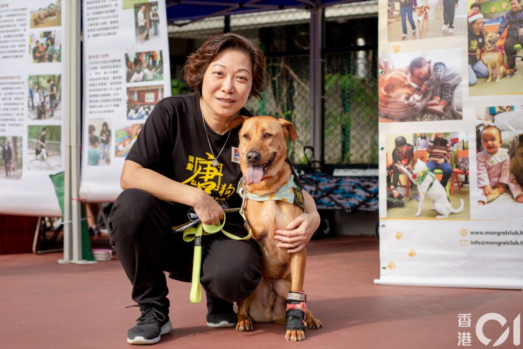 顏綺苓養的唐狗叫「的士黃」,之前在街頭流浪時被車撞倒,失去了一隻前腿。(鄧倩螢攝) 顏綺苓養的唐狗叫「的士黃」,之前在街頭流浪時被車撞倒,失去了一隻前腿。(鄧倩螢攝)