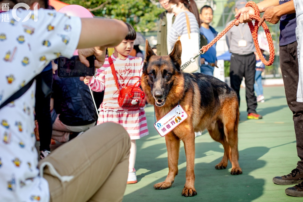 不少人對毛色亮麗的狼狗Bobo感興趣,但得悉需要花更多時間去照顧時,很多人也會卻步。(鄧倩螢攝) 不少人對毛色亮麗的狼狗Bobo感興趣,但得悉需要花更多時間去照顧時,很多人也會卻步。(鄧倩螢攝)
