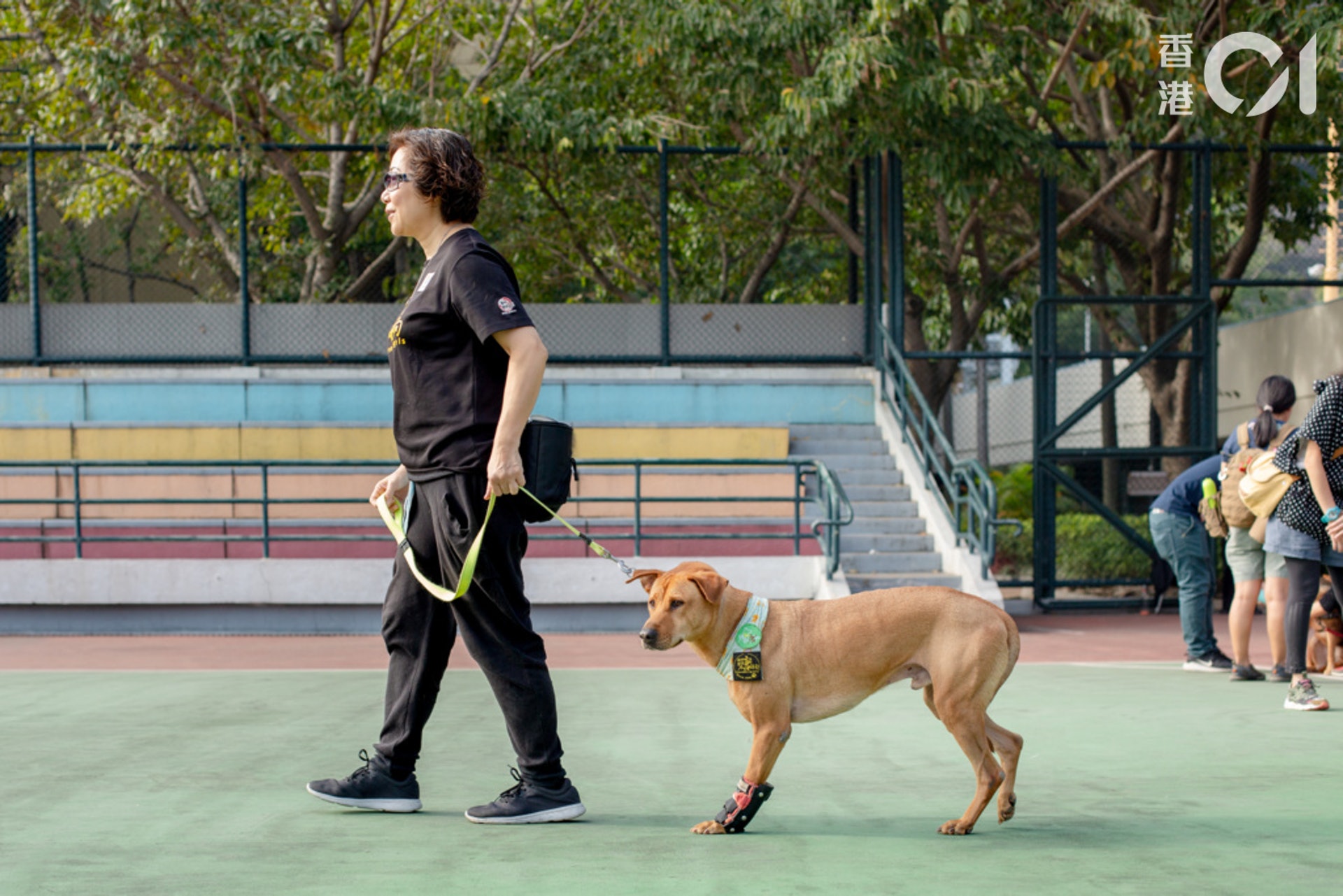 唐狗「的士黃」成為「唐狗大使」,更會走訪學校和長者中心,令更多人對唐狗是惡狗的負面印象改觀。(鄧倩螢攝) 唐狗「的士黃」成為「唐狗大使」,更會走訪學校和長者中心,令更多人對唐狗是惡狗的負面印象改觀。(鄧倩螢攝)