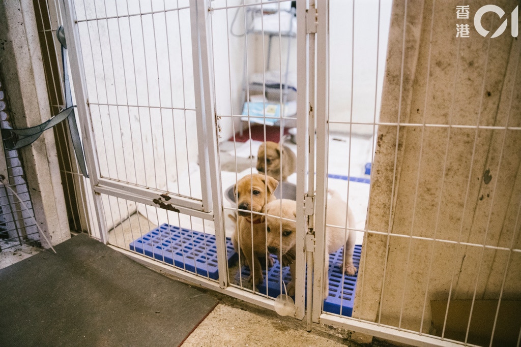 (鄭子峰攝) (鄭子峰攝)