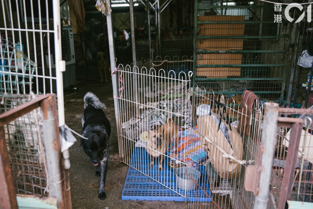 (鄭子峰攝) (鄭子峰攝)