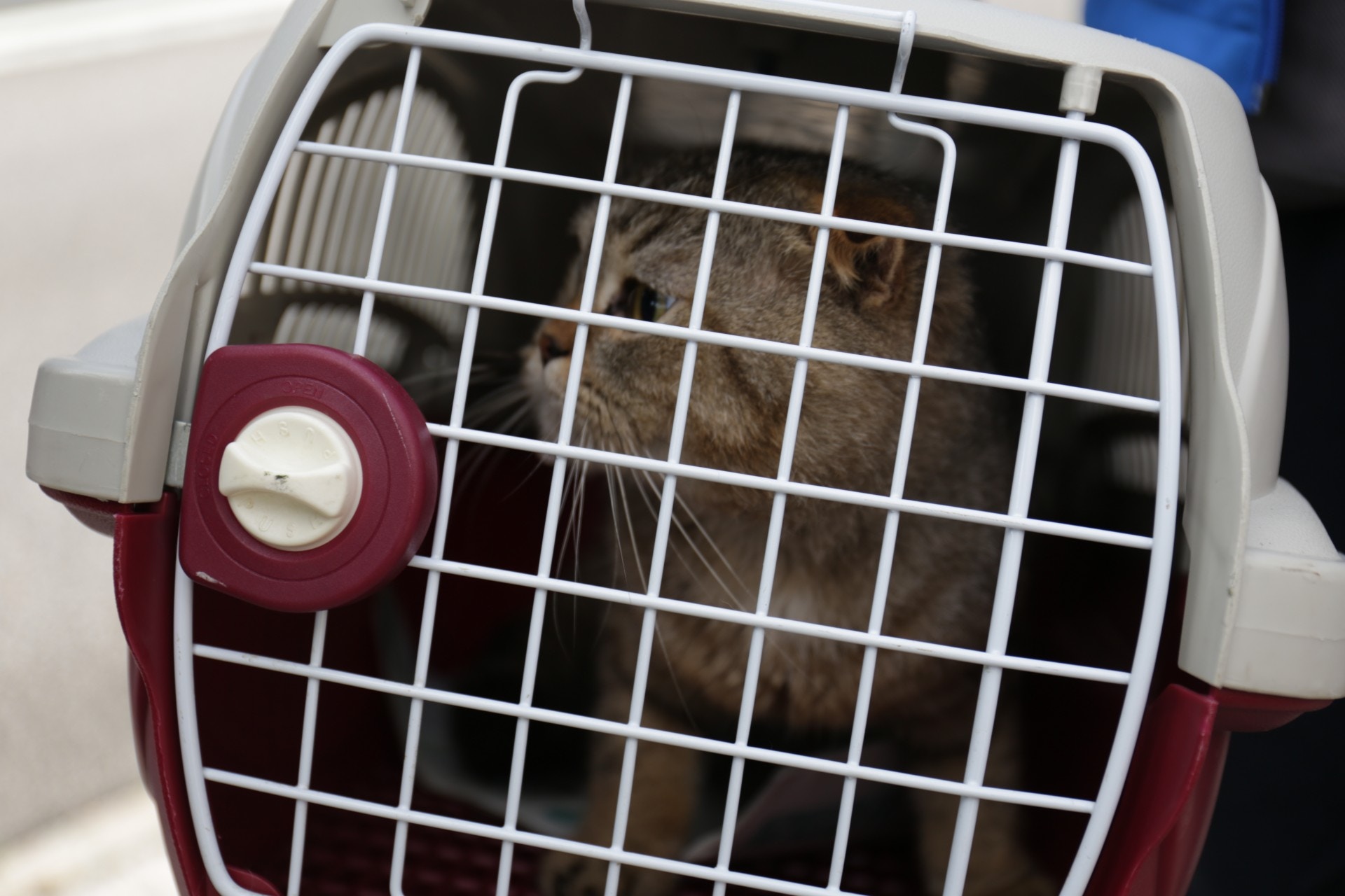 (陳蕾蕾攝) (陳蕾蕾攝)