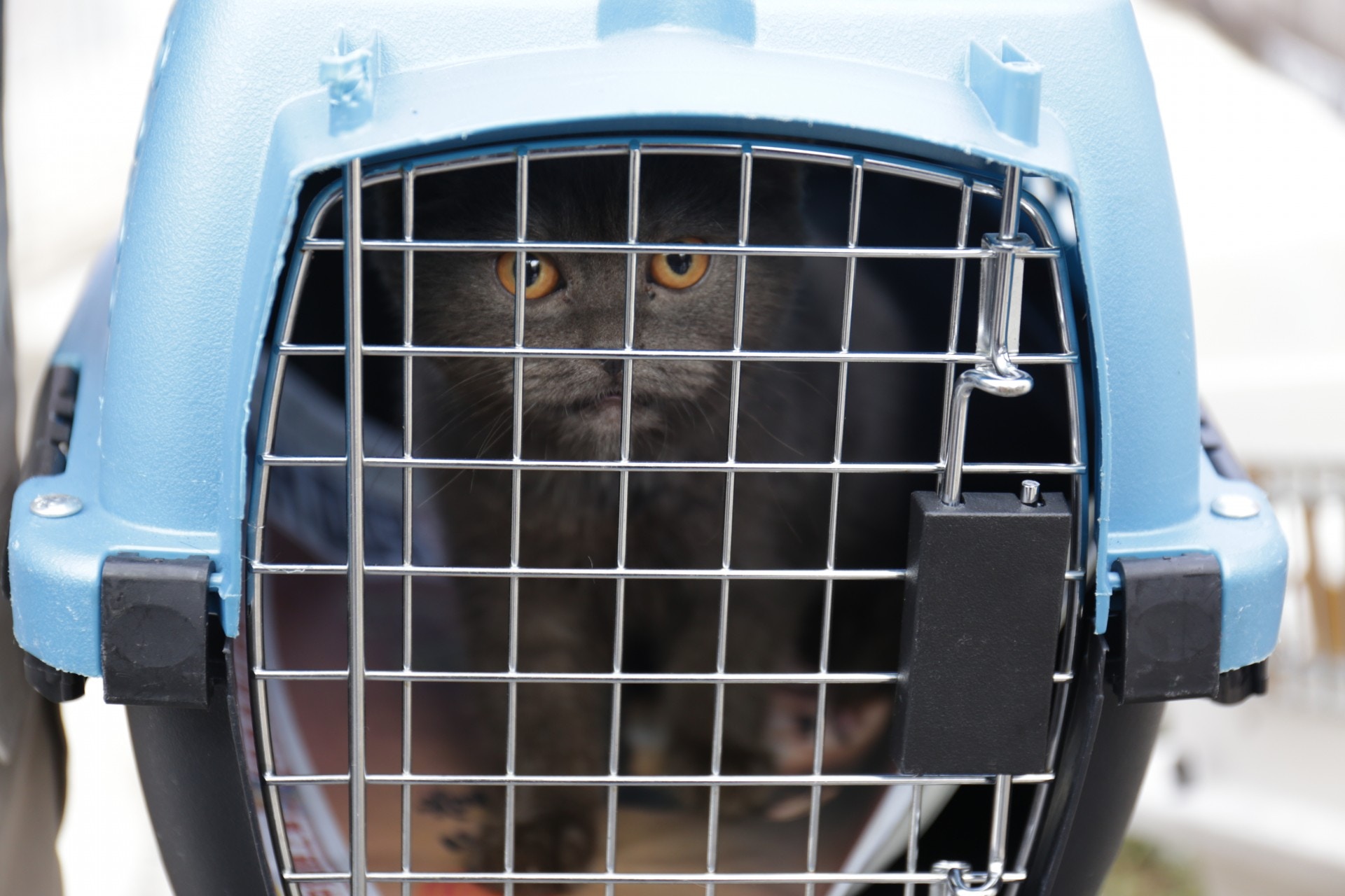 (陳蕾蕾攝) (陳蕾蕾攝)