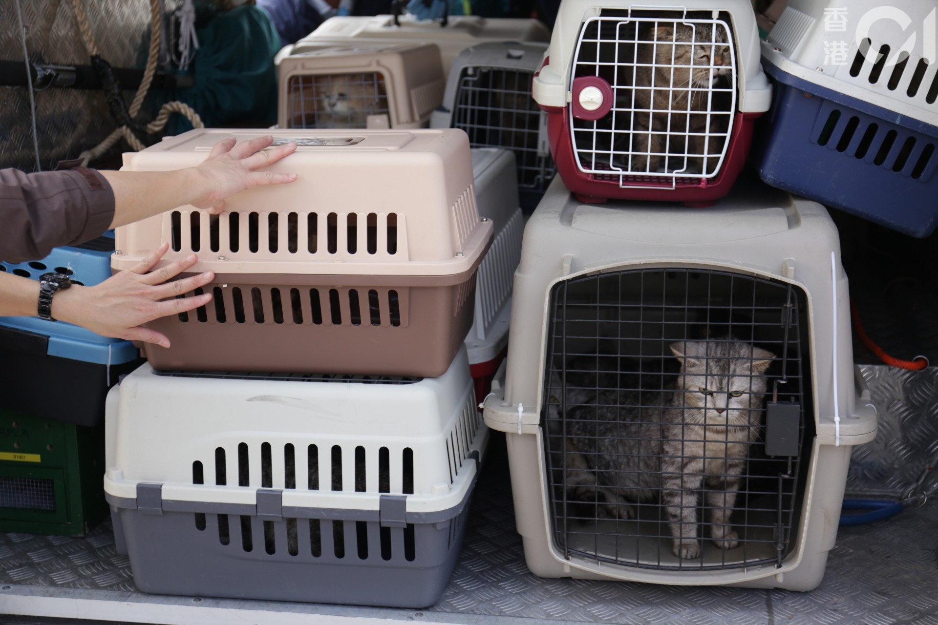 屋內至少有40隻貓,當中部分為名種貓英國短毛貓及摺耳貓。(陳蕾蕾攝) 屋內至少有40隻貓,當中部分為名種貓英國短毛貓及摺耳貓。(陳蕾蕾攝)