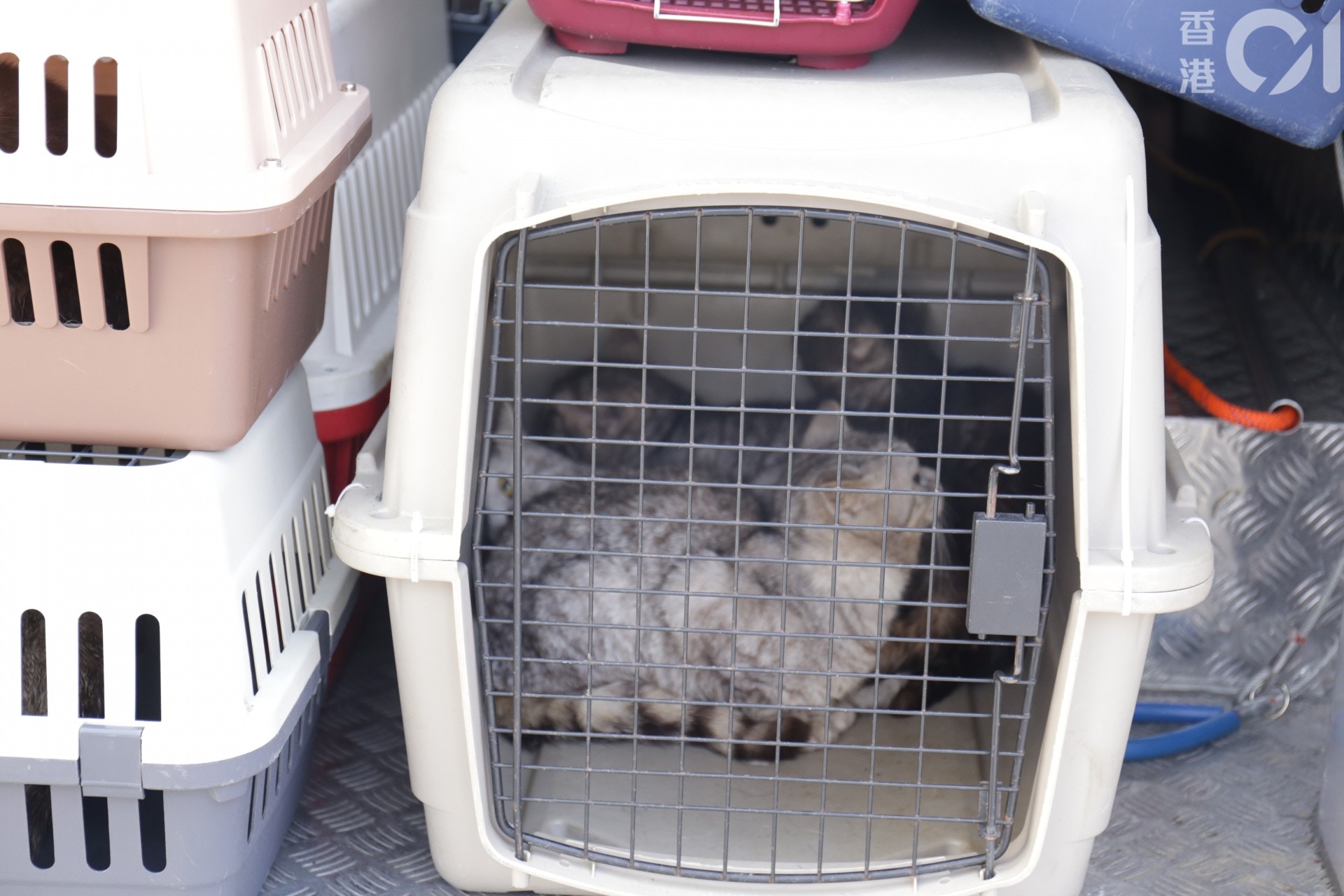 (陳蕾蕾攝) (陳蕾蕾攝)