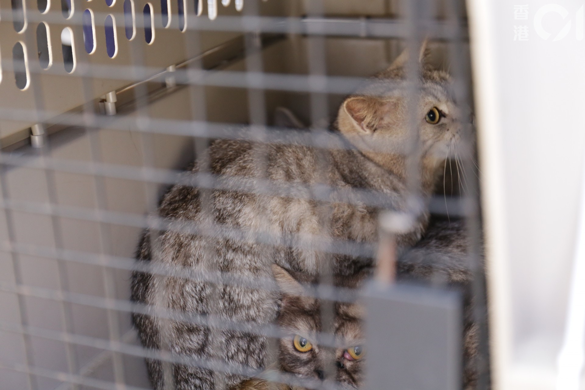 (陳蕾蕾攝) (陳蕾蕾攝)