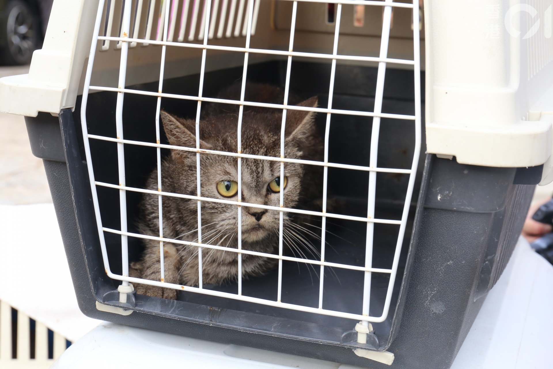 (陳蕾蕾攝) (陳蕾蕾攝)