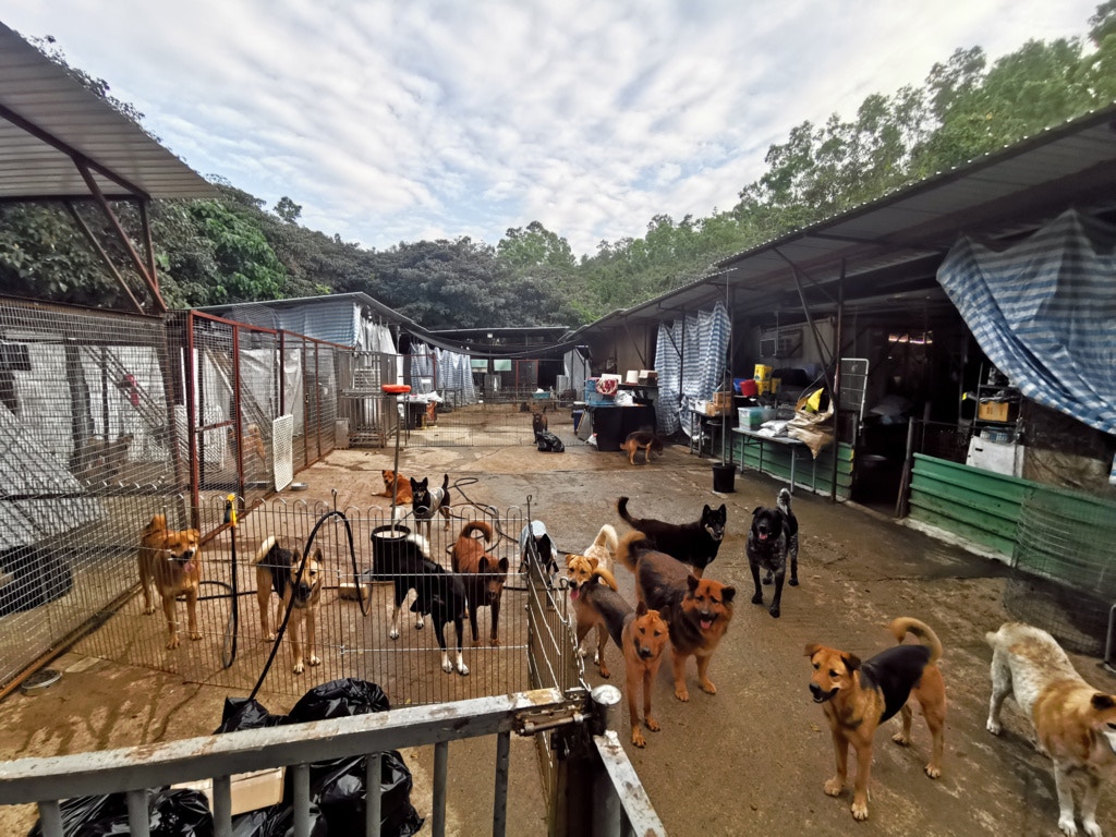 林進文表示很多狗主違規,未有為狗隻植入晶片,惟局沒有真正「強制」飼主履行責任。(受訪者林進文提供圖片) 林進文表示很多狗主違規,未有為狗隻植入晶片,惟局沒有真正「強制」飼主履行責任。(受訪者林進文提供圖片)