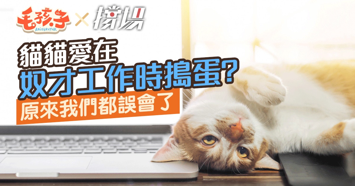貓奴迷思 貓主子總愛在奴才工作時搗蛋 只因一個超萌原因 香港01 寵物 貓奴迷思 貓主子總愛在奴才工作時搗蛋 只因一個超萌原因 香港01 寵物