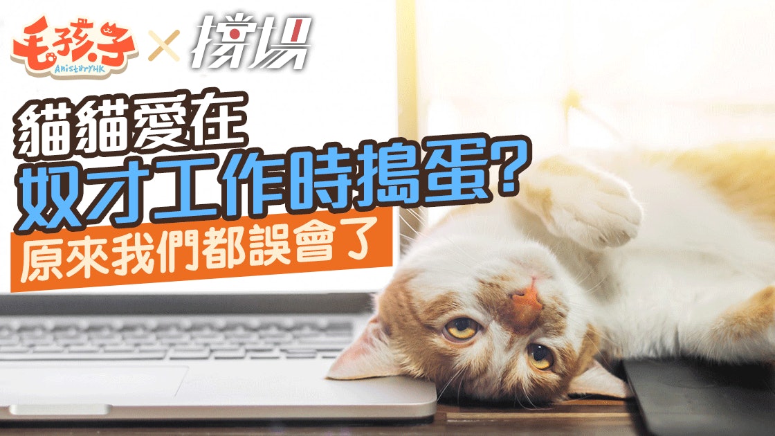 貓奴迷思 貓主子總愛在奴才工作時搗蛋 只因一個超萌原因 香港01 寵物 貓奴迷思 貓主子總愛在奴才工作時搗蛋 只因一個超萌原因 香港01 寵物